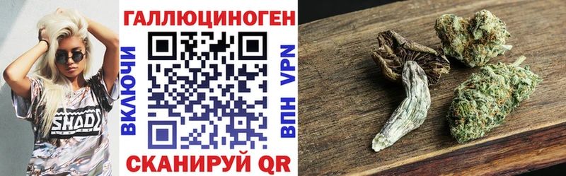 купить   Кадников  Псилоцибиновые грибы Cubensis 